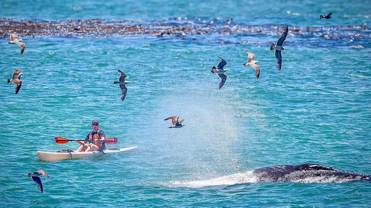 A humpback whale surprises a kayaker in Cayucos on June 26, 2026. A humpback whale surprises a kayaker in Cayucos on June 26, 2026.